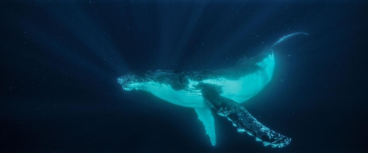 Swim With Whales Gold Coast 2 to 3 hours