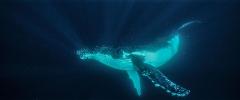 Swim With Whales Gold Coast 2 to 3 hours