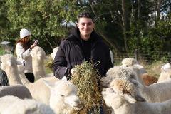 Silverstream Alpaca Farm Tour