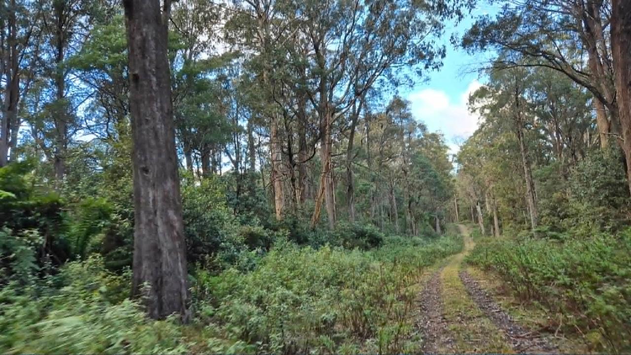 Errinundra Wilderness Journey