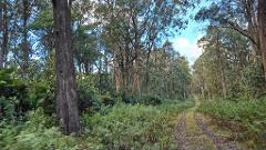 Errinundra Wilderness Journey