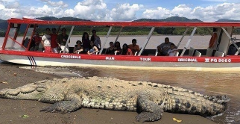 Crocodile & Bird Watching