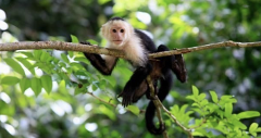 Mangrove Monkey Tour