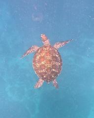 Sea Turtle Snorkel Tour