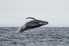 Whale Watching Tour