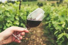 Muriwai Beach and Wine Country Private Tour – Westbrook & Kumeu Vineyards