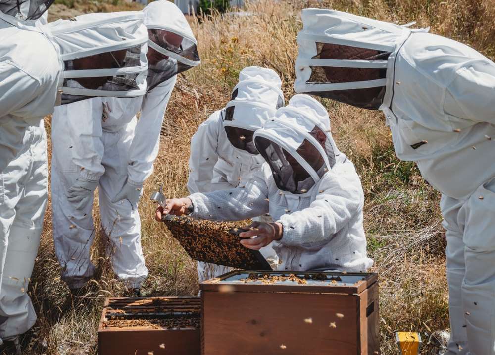 Tiaki Bee Tour