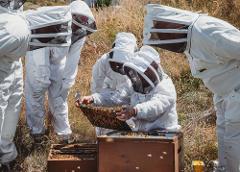 Tiaki Bee Tour