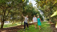 Macadamias Australia Orchard Tour