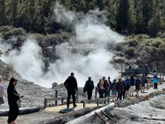 From Hamilton: One way trip to Rotorua via HELL'S GATE Geothermal Reserve, Mud Spa and Hotel Drop-off