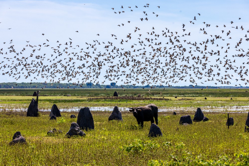 Kakadu National Park - Sunset / Evening Tour - Yellow River Wildlife Sunset Cruise - 1 Day Tour - Departing Darwin
