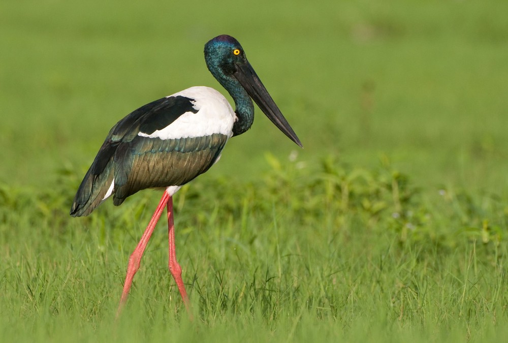 Kakadu National Park - Sunset / Evening Tour - Yellow River Wildlife Sunset Cruise - 1 Day Tour - Departing Darwin