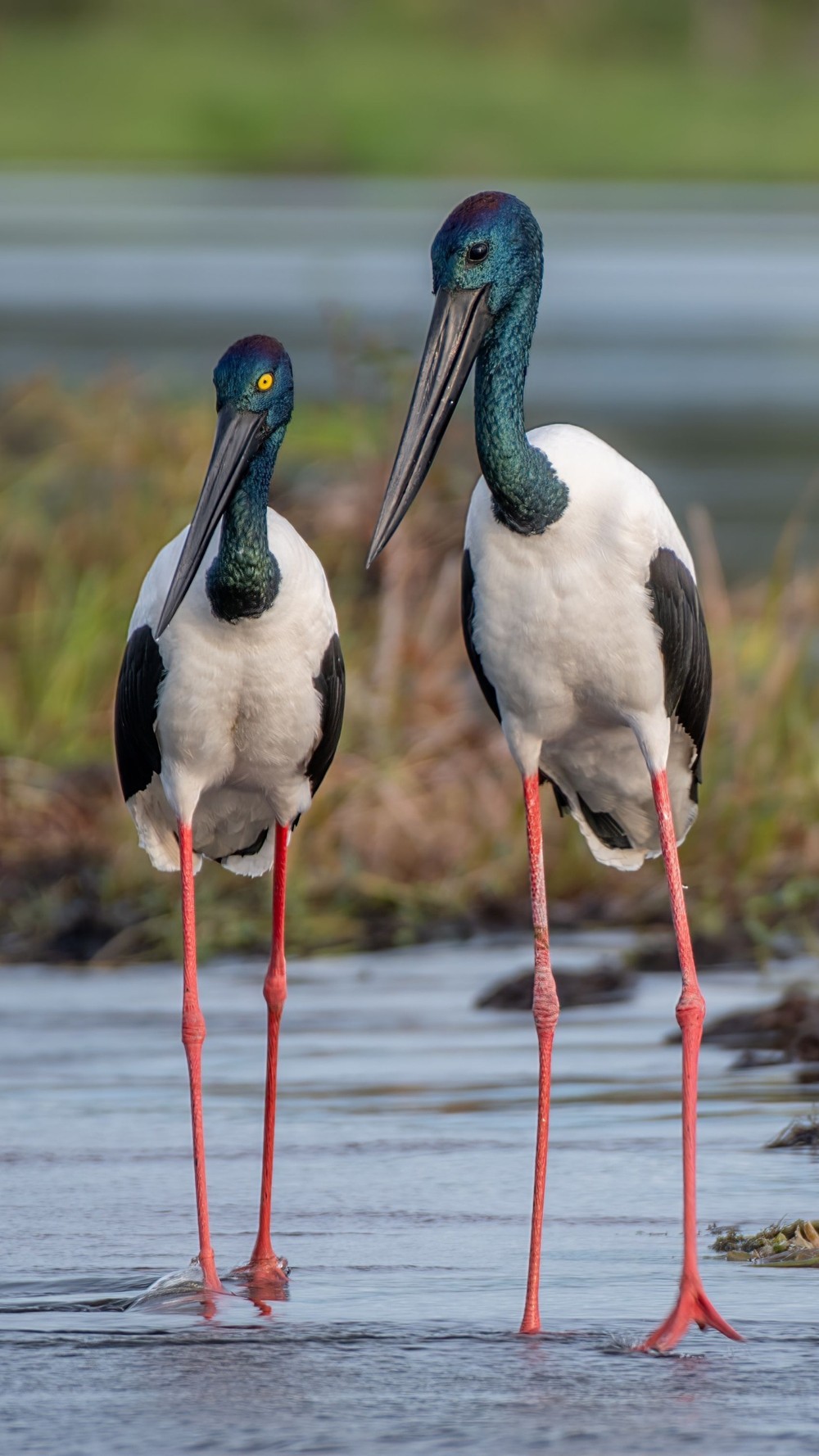 Kakadu National Park - Sunset / Evening Tour - Yellow River Wildlife Sunset Cruise - 1 Day Tour - Departing Darwin