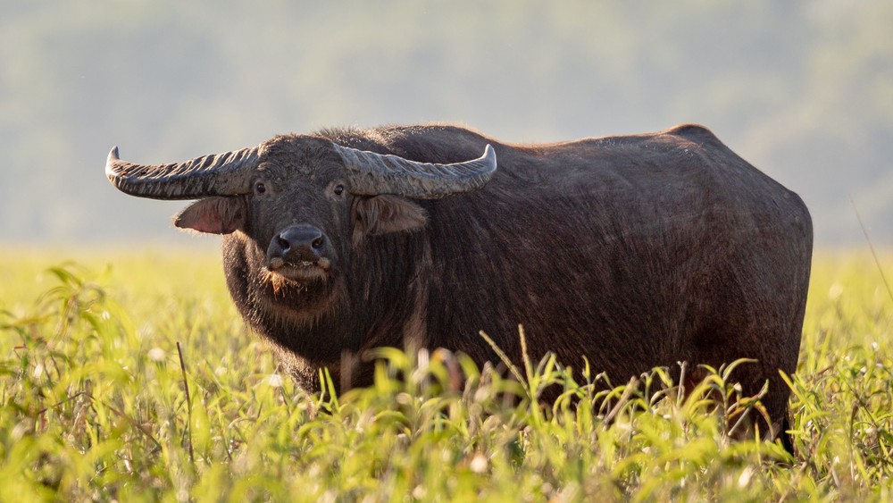 Kakadu National Park - Sunset / Evening Tour - Yellow River Wildlife Sunset Cruise - 1 Day Tour - Departing Darwin