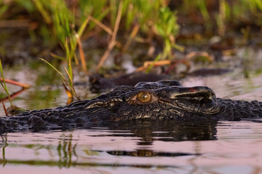 Kakadu National Park Full Day Tour-  2 Hour Aboriginal Cultural River Cruise, Cahills Crossing, Ubirr Rock Art Gallery & Lookout, Ubirr Lookout - Departing Darwin - Tour 3A
