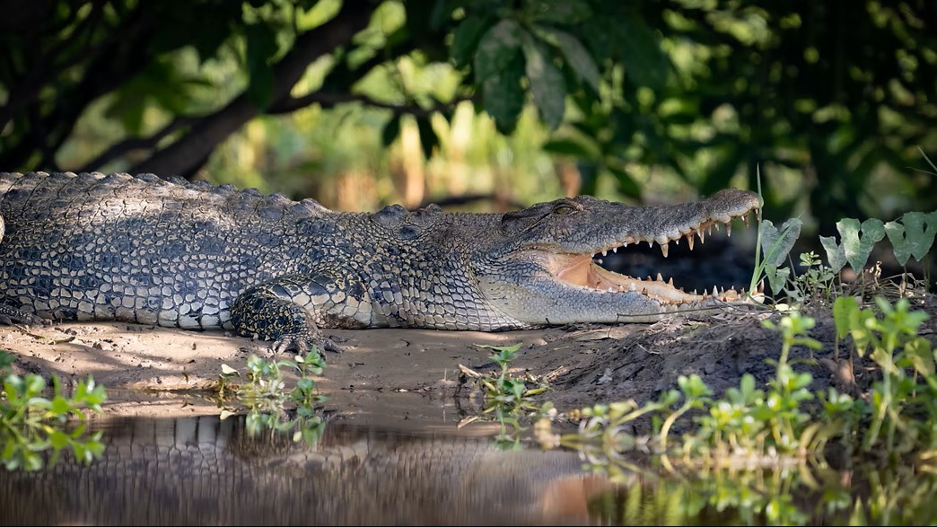 Kakadu National Park - Sunset / Evening Tour - Yellow River Wildlife Sunset Cruise - 1 Day Tour - Departing Darwin