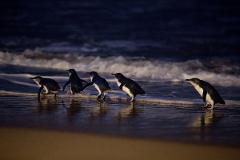 Phillip Island Wildlife & Penguin Parade