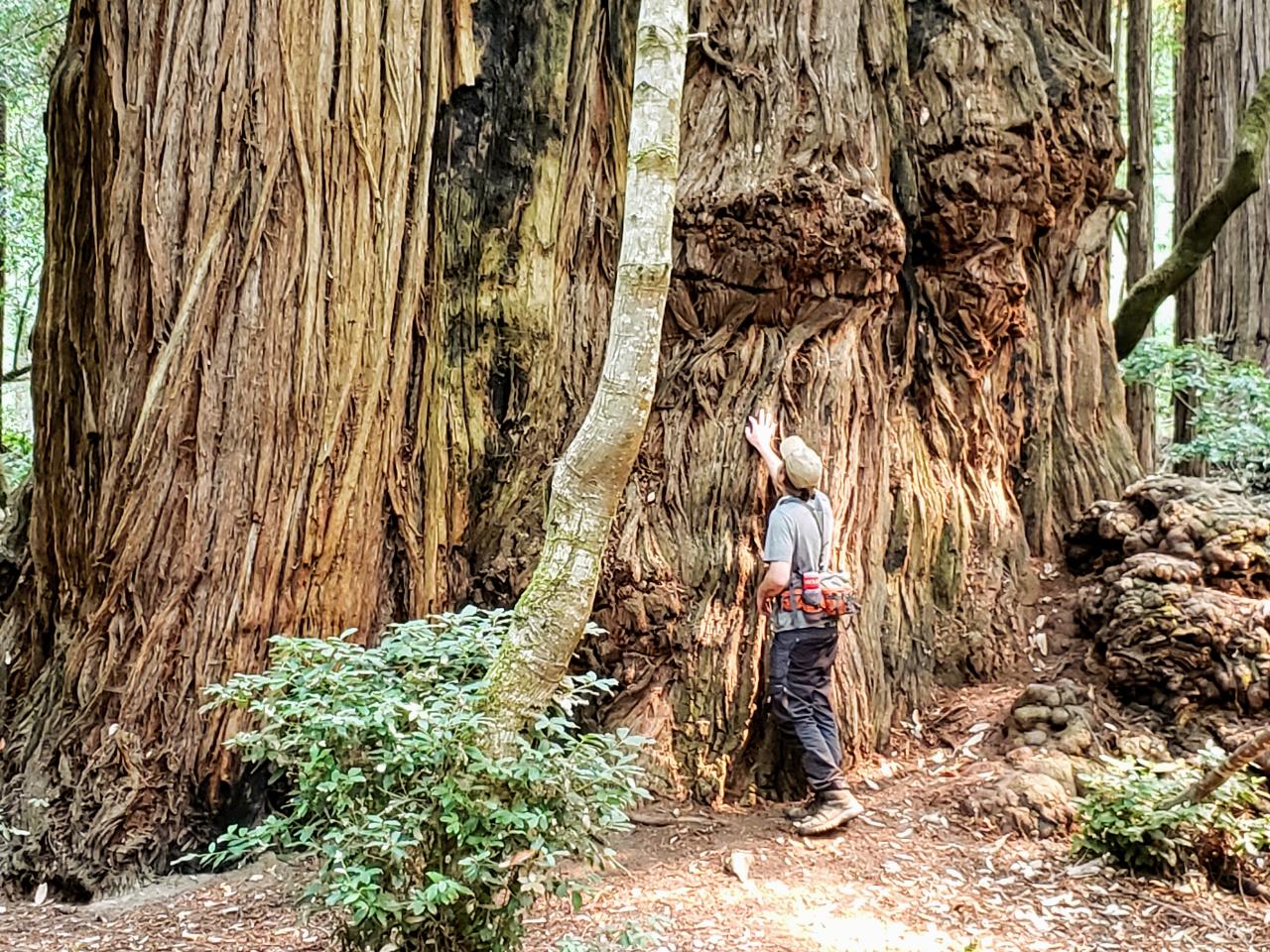 Redwood Discovery Tour