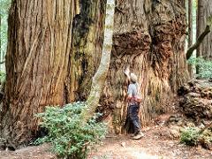 Redwood Discovery Tour