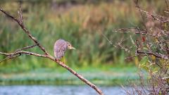 Wetlands & Wildlife
