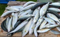 Inverloch Salmon Charter Boat 2