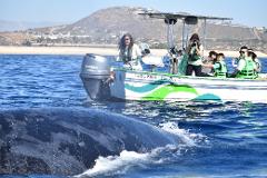 Whale Watching Experience