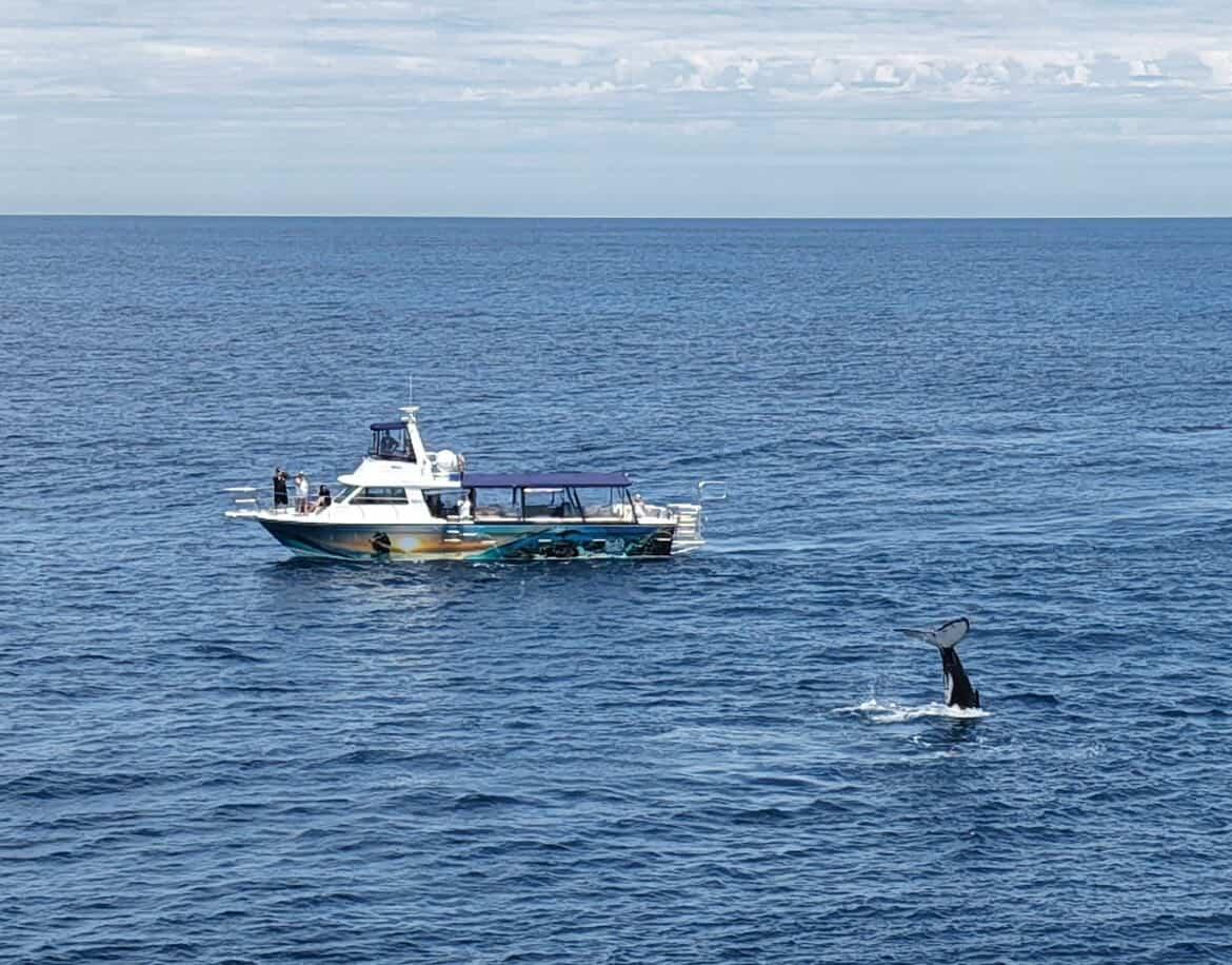 Whale Watching Tour
