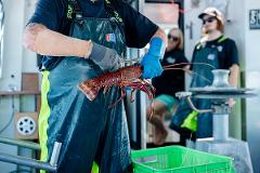Western Rock Lobster Catch and Keep Tour