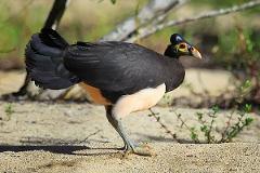 Birding Tours In Bogani Nani Ratabone