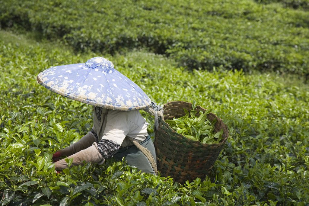 Cipanas Cianjur Floating Village – Puncak Pass Tea Plantation – Bogor Botanical Garden