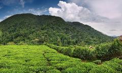 Puncak – Gunung Mas Tea Plantation – Taman Safari Bogor
