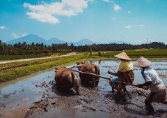 Balinese Village Traditional Life