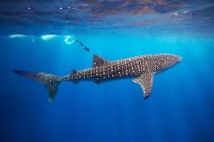 Sumbawa Whale Sharks & Moyo Island Day Trip by Speed Boat