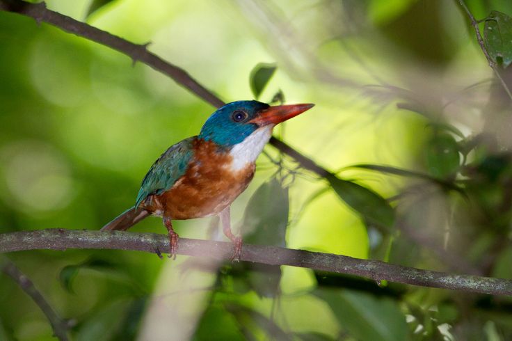 North Sulawesi Bird Watching