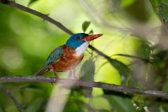 North Sulawesi Bird Watching