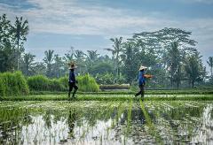 Experience The Balinese Village Life Tour – Tanah Lot Temple