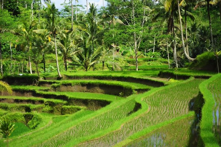 Bali Wellness Holistic Escape