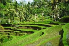 Bali Wellness Holistic Escape