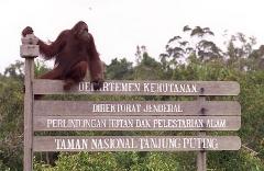 Orangutan Tour Houseboat, Dayak Culture and Longhouse Experience