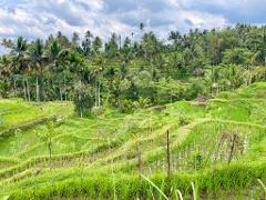 Tetebatu – Village Cycling Tour