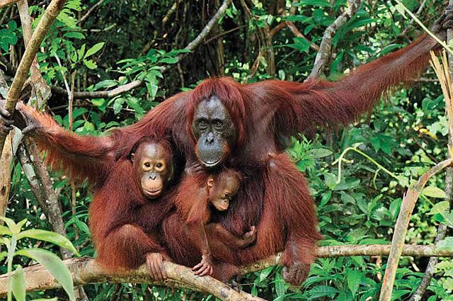 Orangutan Borneo Adventure Tour