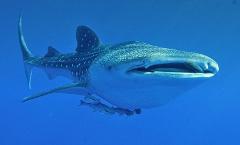 Sumbawa Swim with Giants: Whale Shark Encounter Tour (Sustainable Adventure Tour)