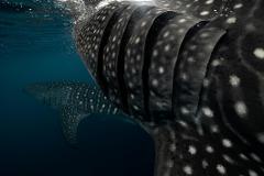 Sumbawa 4D3N Swim with Giants: Whale Shark Encounter Tour (Sustainable Adventure Tour)
