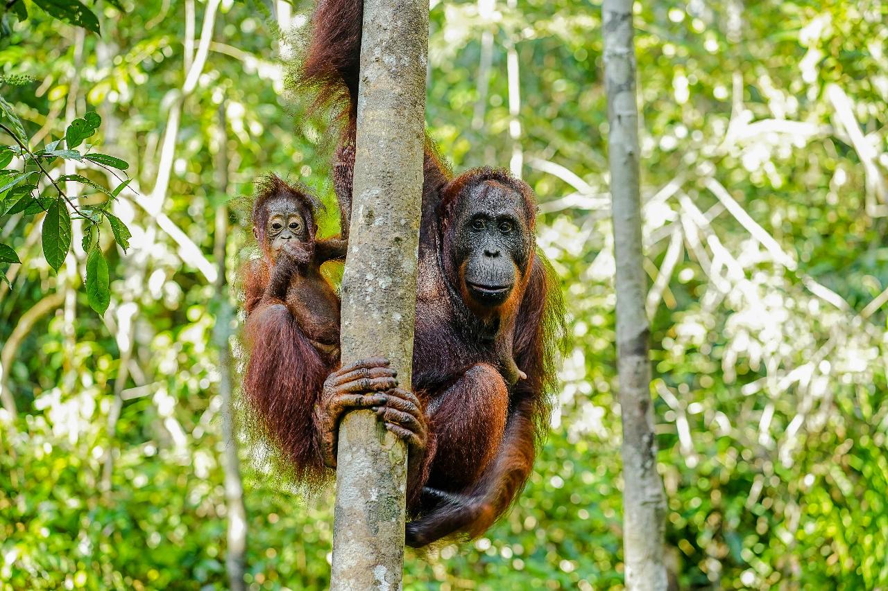 Orang Utan & Batak Country Side Tour