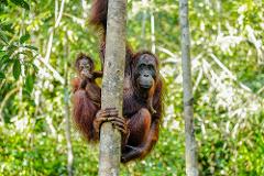 Orang Utan & Batak Country Side Tour