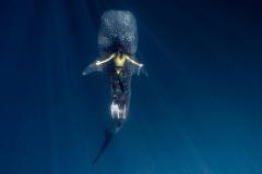 Sumbawa 3D2N Into the Blue Whale Sharks Moyo and Kenawa Discovery