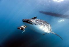 Sumbawa Whale Shark Day Tour
