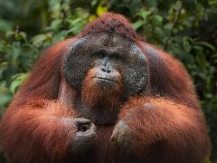 Borneo Orangutan and Dayak Tour