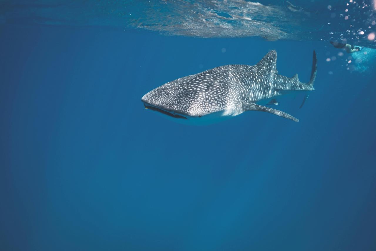 Sumbawa 4D3N Ocean Odyssey: Whale Shark Encounter & Moyo Island Day Trip (Sustainable Adventure Tour)