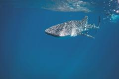 Sumbawa 4D3N Ocean Odyssey: Whale Shark Encounter & Moyo Island Day Trip (Sustainable Adventure Tour)